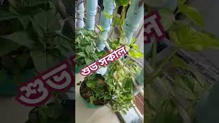 আপনার সকালকে আরও আনন্দময় করুন  #সকালবেলা #whether #ভোরের_ডাক #morning #morningroutine #youtubeshorts