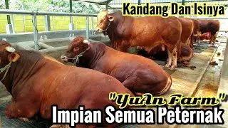 38 Ekor Sapi Super Jumbo Siap Qurban Di Kandang Sapi Modern Impian Semua Peternak Milenial