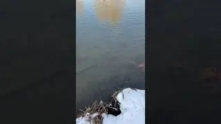 Поймал-отпусти. Щука на спиннинг. #shorts #сибирь #рыбалка #спиннинг #щука #fishing #fish #siberia