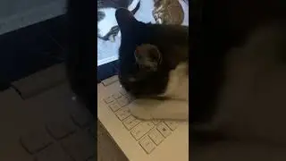 일동이의 노트북 먹방 [동무티브이]