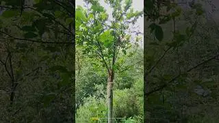 Persimmon grafting update cleft Grafting persimmon tree