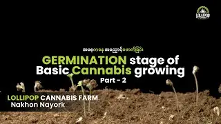 Germination Stage of Basic Cannabis Growing Part (2) - #LollipopCannabis Farm #မျိုးစေ့ဖောက်ခြင်း