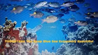 Tubbataha Under Water View