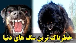 خطرناک ترین سگ های دنیا / قاتل ترین سگ های دنیا
