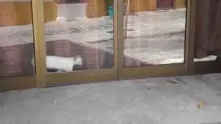 Siamese cat  in Estepona, Spain, asking for help.