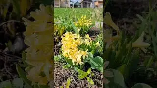 гиацинты