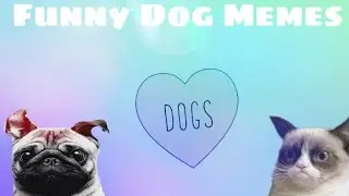 Funny Dog Memes