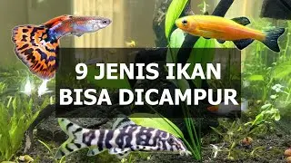 9 Jenis IKAN Aquascape Yang Bisa Dicampur Di Satu Aquarium