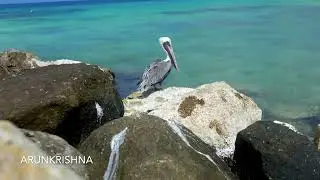 Best Cinemagraphs of July 2022 | Flixel