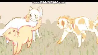 brightheart and cloudtail you were meant for me by jewel