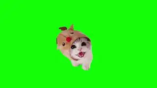 Cute Cat with Hat Memes | Green Screen HD