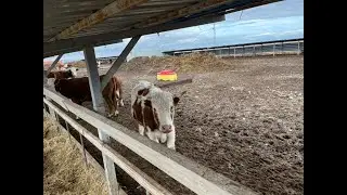 Немного о телятах и поилках