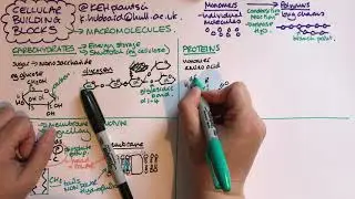 Cellular building blocks ie biological macromolecules