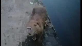 В полночь вылезла из реки