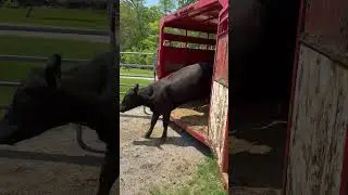 The calves have arrived!