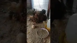 мама курочка - павловская золотистая #жизньвдеревне#павловскоезолото