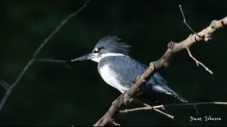 Belted Kingfisher Rattle sound and eye covers  4K 8 31 22