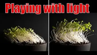 Changing the direction of the light during plant growth - Time lapse 
