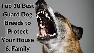 Top 10 Best Guard Dog Breeds to Protect Your House and Family