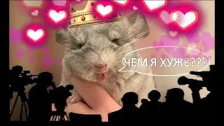 Почему ШИНШИЛЛ обделили вниманием?! Заслуженно ли? Как любят ШИНШИЛЛ по всему МИРУ!? #1
