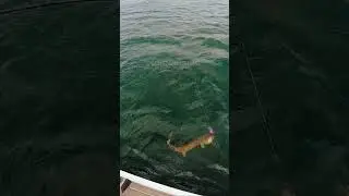 BIG Fish Eats BOATSIDE! #musky #fishing #muskienation #shorts