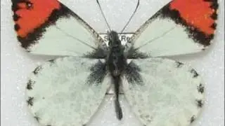 Sara Orange Tip Butterfly Life Cycle 720p HD V08224