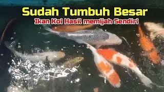 Ikan Koi Hasil Memijah sendiri sudah tumbuh besar dan sehat