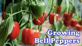 Growing Your Own Bell Peppers From Seeds Explained for Beginner Gardeners! - Self Sufficient Me #4