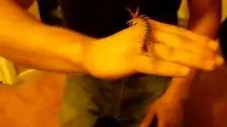 Centipede handleing. Scolopendra. polymorpha