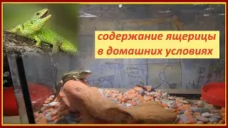 Прыткая щерица содержание дома, изменение окраса ящерицы - эксперимент