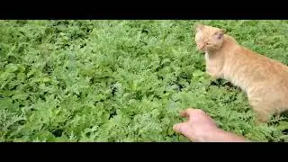 Мои овощи 2.09.2024.
