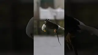Eagle #viral #shortvideo #motivation