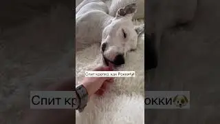 Любимая рубрика - Будим Глухую собаку❤️ 