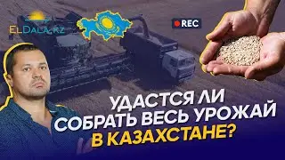 Урожай 2023: погода мешает аграриям, цены на пшеницу, экспорт неклассного зерна в Китай