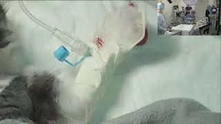 У котенка гидроцефалия