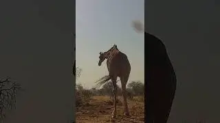 Giraffe Tail Swish