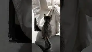 #cat #catlover #cutecat #everyone #follower #cab2drs