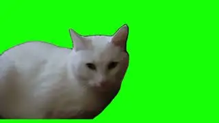 green screen cute cat very sleepy