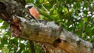 BARBET Chicks' Feeding interrupted as PARAKEET's presence threatened Nesting