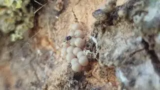 Parasitoid wasp on Pentatomidae eggs