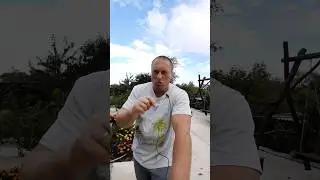 Волкановскии улетит в Нокаут от Махачева. ММА
