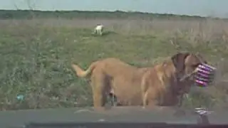 How do canines say 