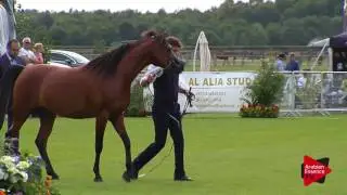 N.53 MASOUN AL ADEYAT - Chantilly 2017 World Cup - 3 Years Old Colts (Class 8)
