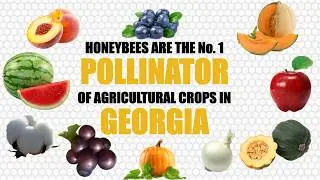 Benefits From Bees - GA Ag Week