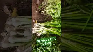 Обзор зелени которая продается в Арамболе ГОА 30 апреля 2023 г.( по чём травка в Индии)