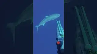 Los Peces Más Grandes Que He Capturado Con Arpón