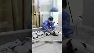Can I Help Her Arrange Baby Pandas? I’m Very Organized  | iPanda 
