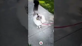 Cat or dog!😹 #cat #catfunny #dog #shorts