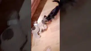 Боня боится ,что я заберу у неё собаку.