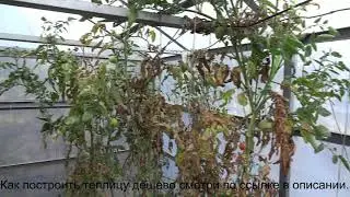 Дешевая самодельная теплица из профилей для гипсокартона для выращивания томатов своими руками.